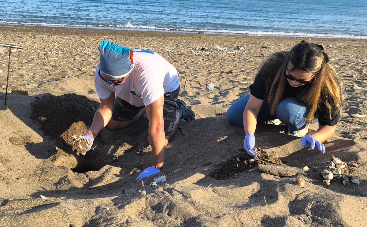 Mersin\'de Deniz Kaplumbağası Yavruları Denize Kavuştu