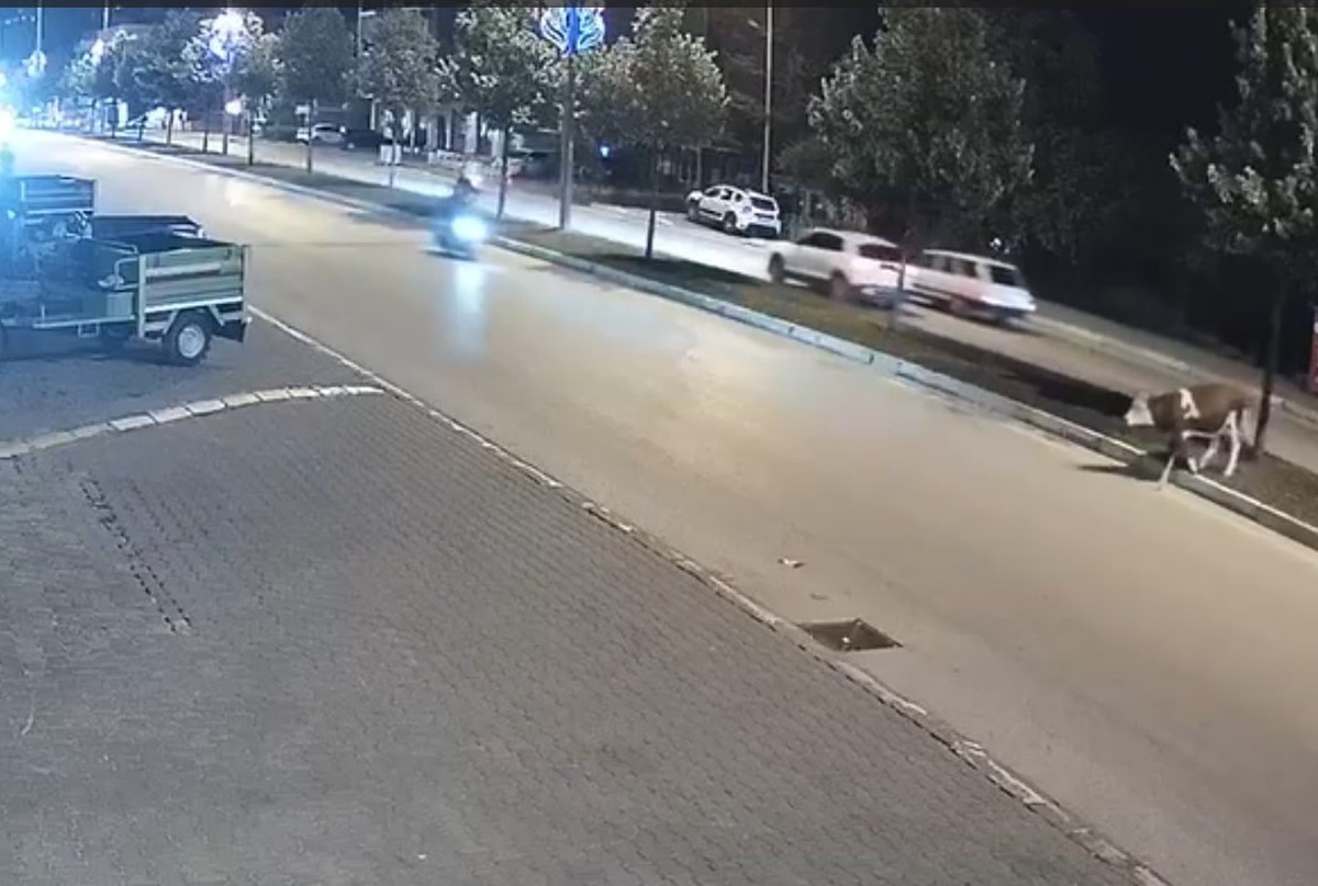 Düzce\'de Motosiklet Büyükbaş Hayvana Çarptı