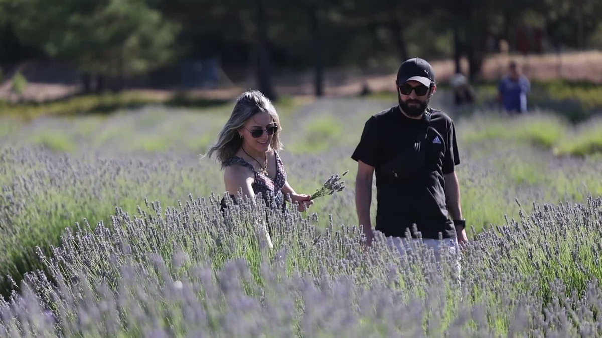 Muğla Koku Vadisi’nde lavanta hasadı şenlikle başladı