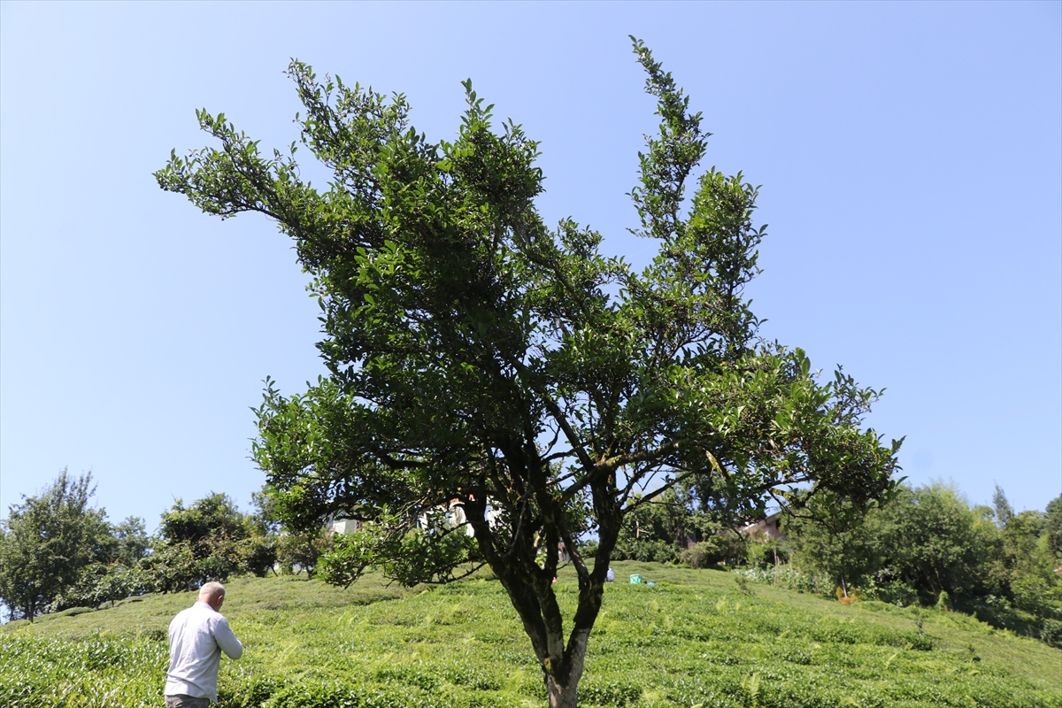 Rize\'de yaklaşık 70 yıldır budanmayan çay ağacı görenlerin ilgisini çekiyor