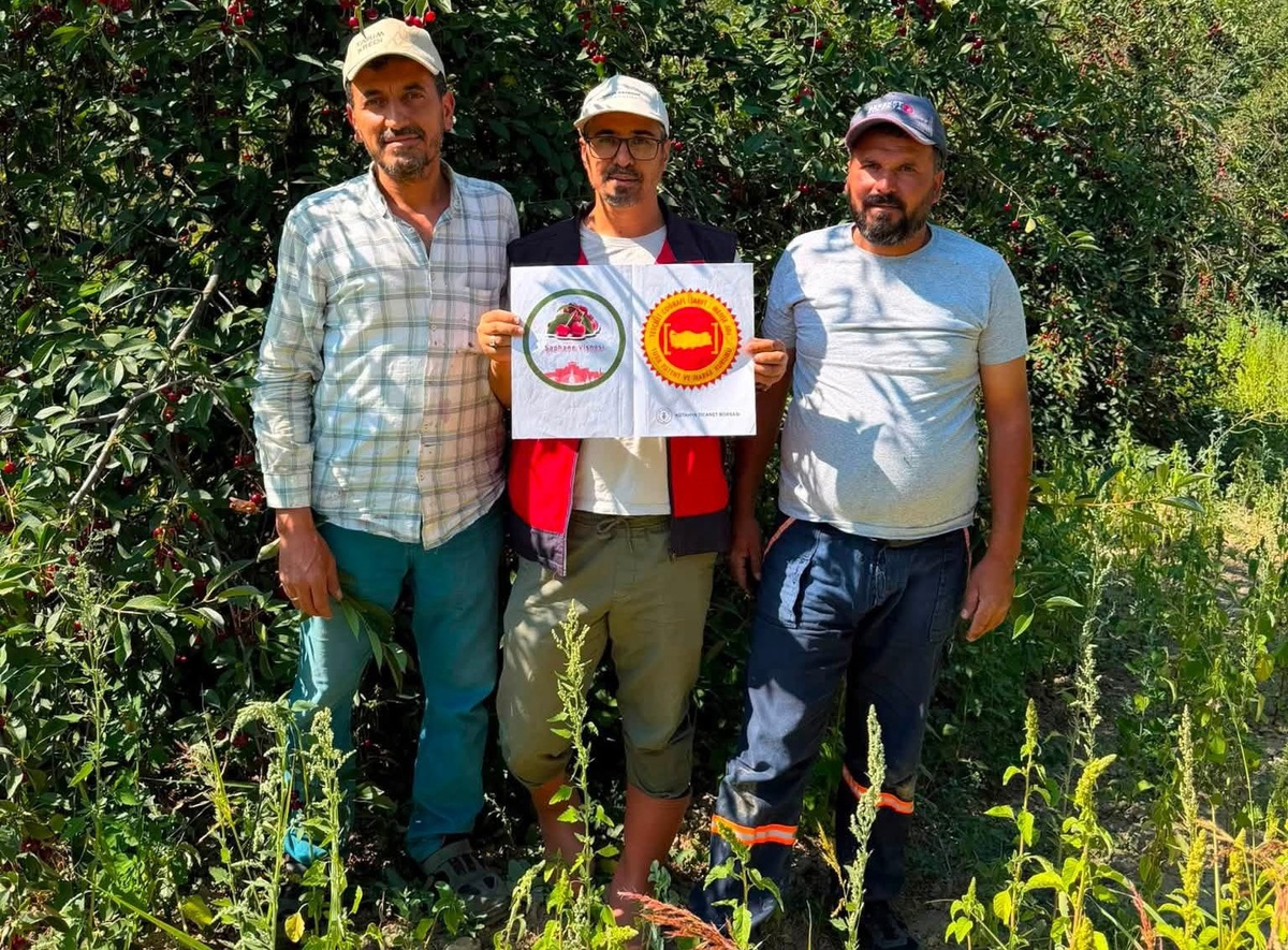 Şaphane Vişnesi İçin Denetimler Devam Ediyor