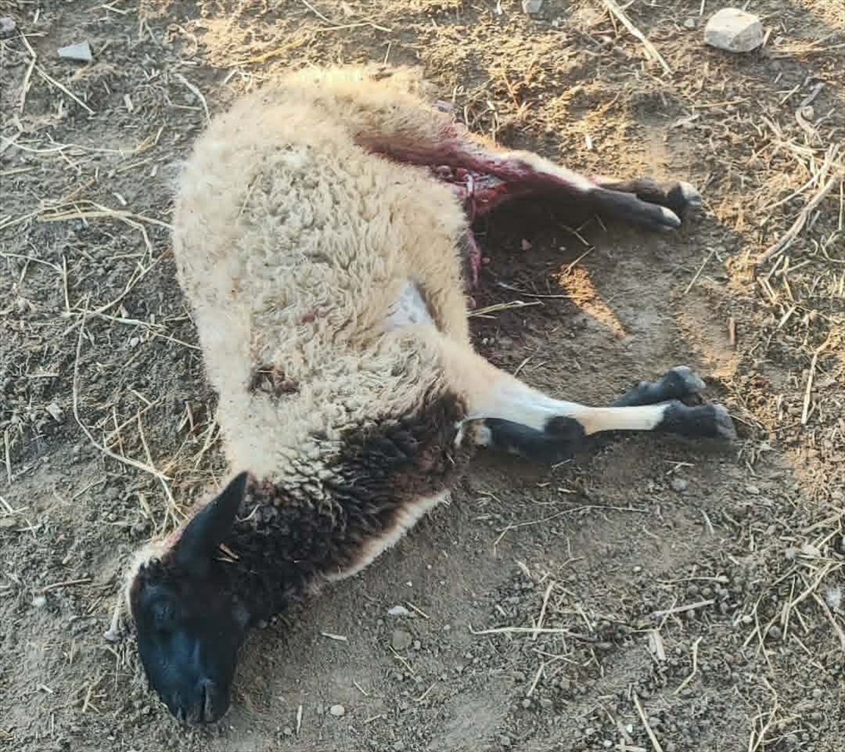 Sinop\'ta kurtların saldırdığı 3 koyun telef oldu, 12 koyun yaralandı
