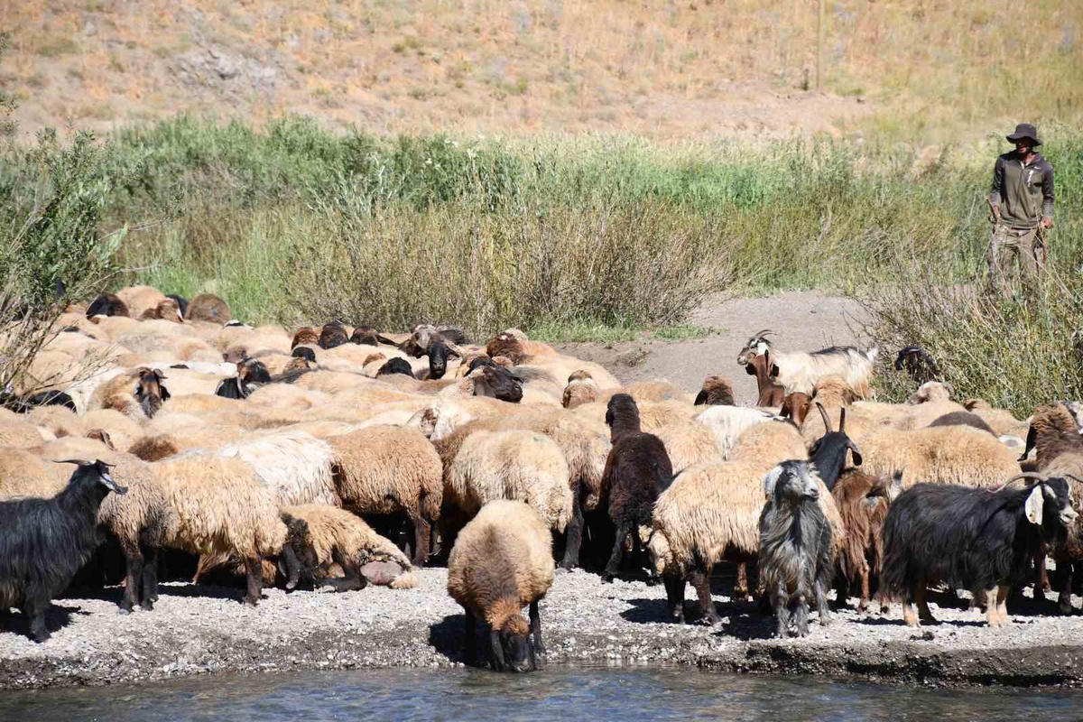 Şırnak Yaylaları Göçerlerle Dolu