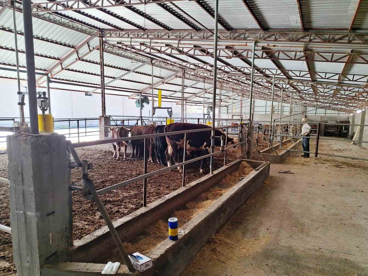 Tavşanlı\'da İthal Sığır Kontrolleri