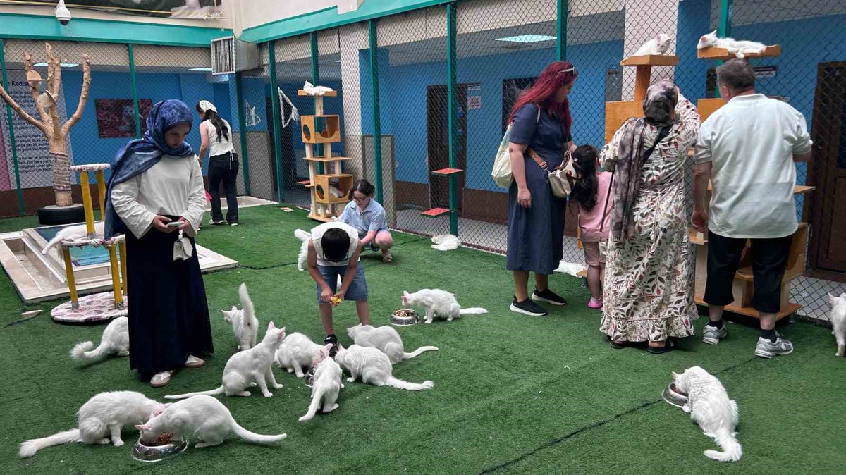 Van Kedisi Merkezine Yoğun İlgi