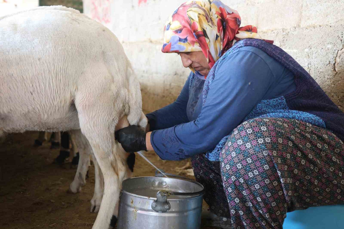 Kadınların Emeğiyle Koyun Peynirine Dönüşen Gelenek