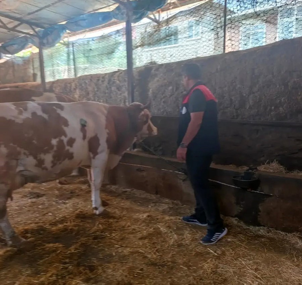 Elazığ\'da Büyükbaş Hayvan Denetimleri