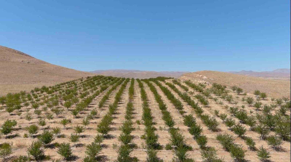 Erzincan\'da Organik Vişne Üretimi Artıyor