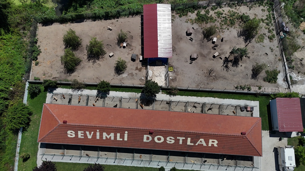 Sakarya\'da Sahipsiz Köpekler Toplanıyor