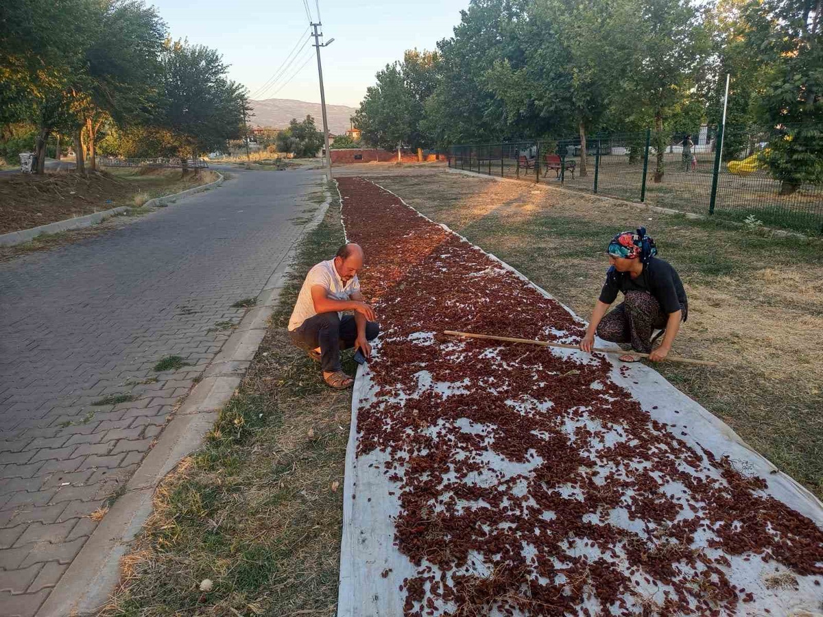2026 Kuru Üzüm Hasadı Başladı