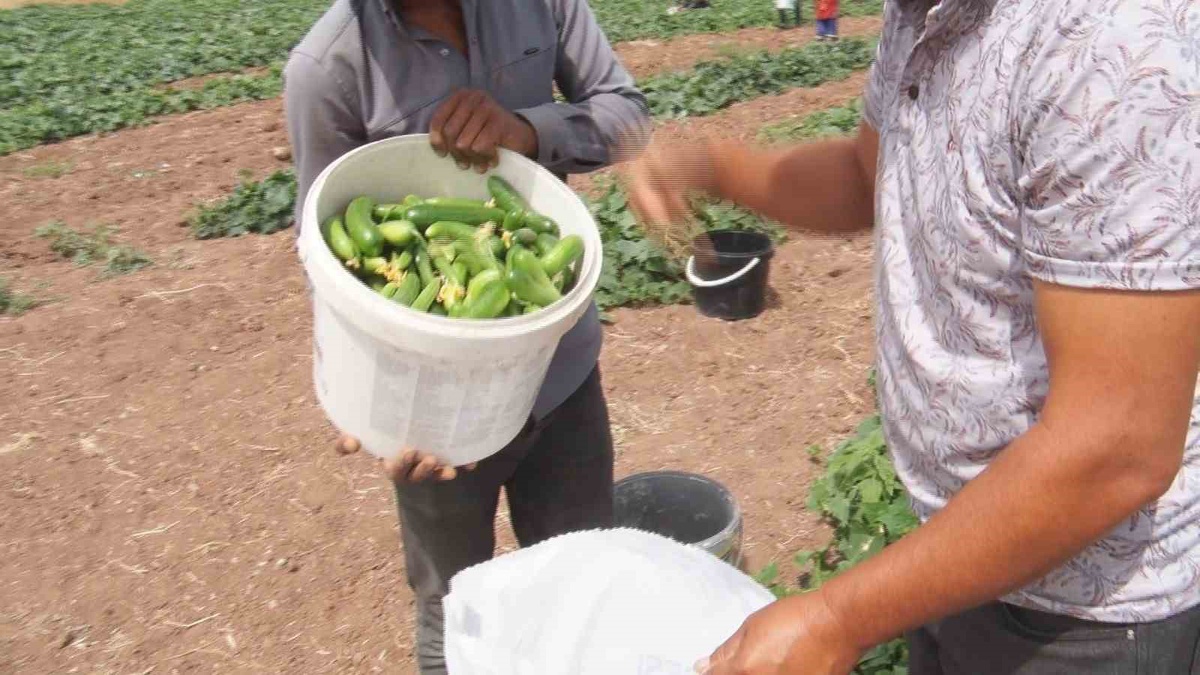 Çubuk Turşusu İçin Salatalık Hasadı Başladı