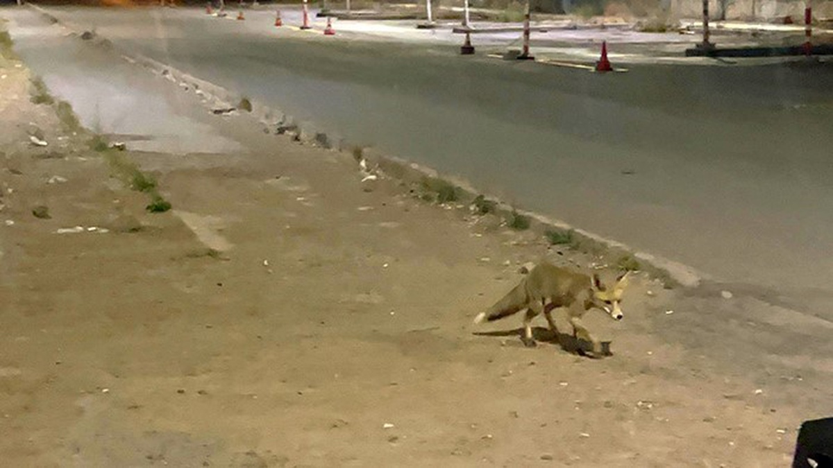 Sivas\'ta Seyyar Kokoreççi ve Sadık Tilki