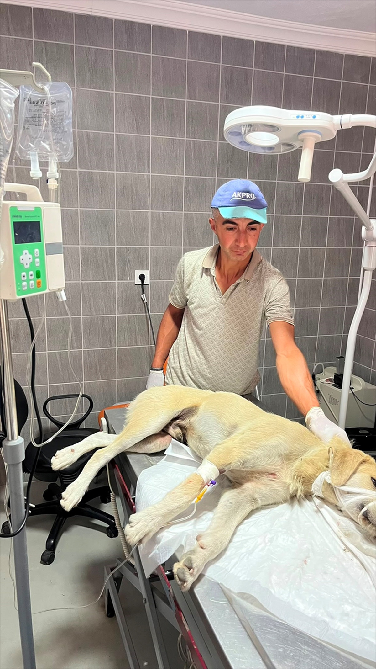Yaralı Köpek Tedavi Altına Alındı