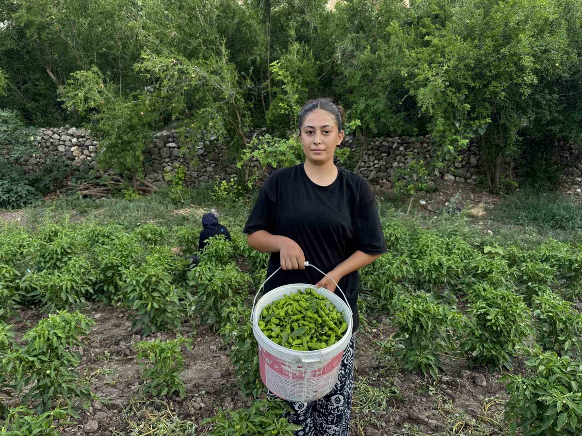 Çermik Biberi Hasadına Devam