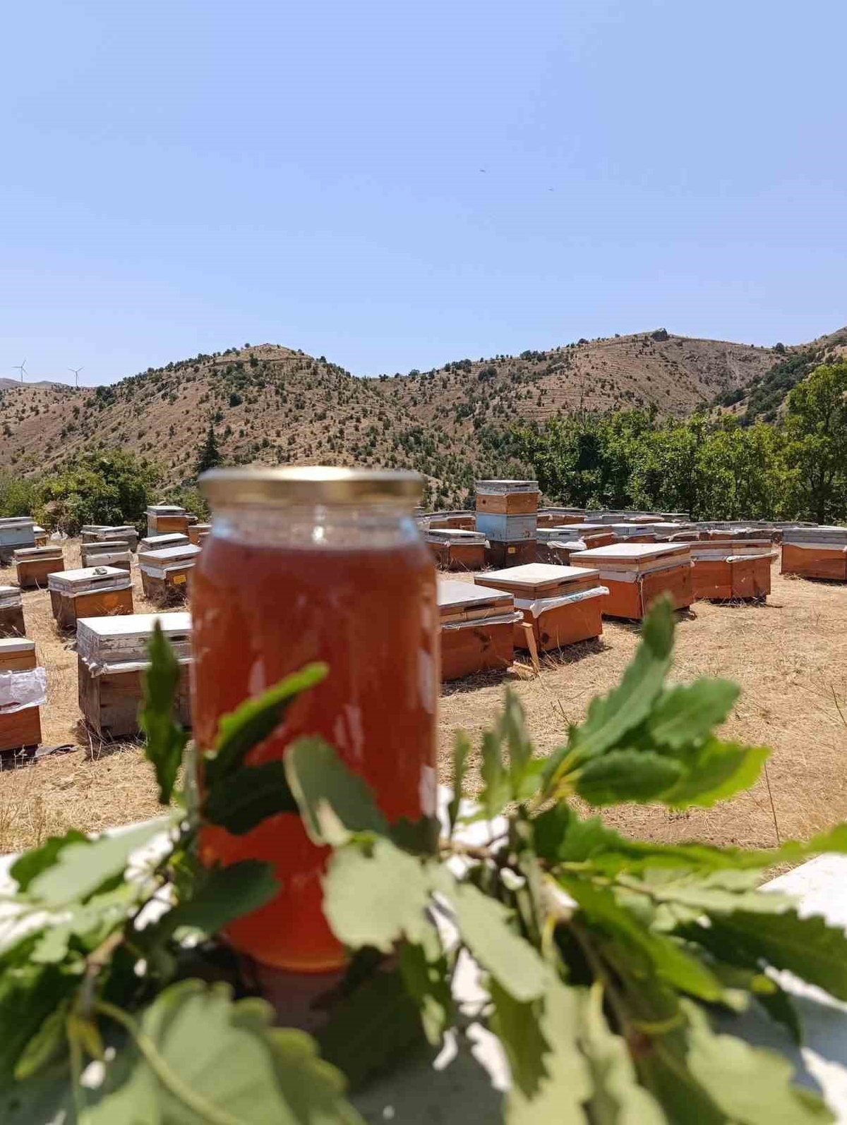 Diyarbakır\'da Yeni Bal Sezonu Başladı