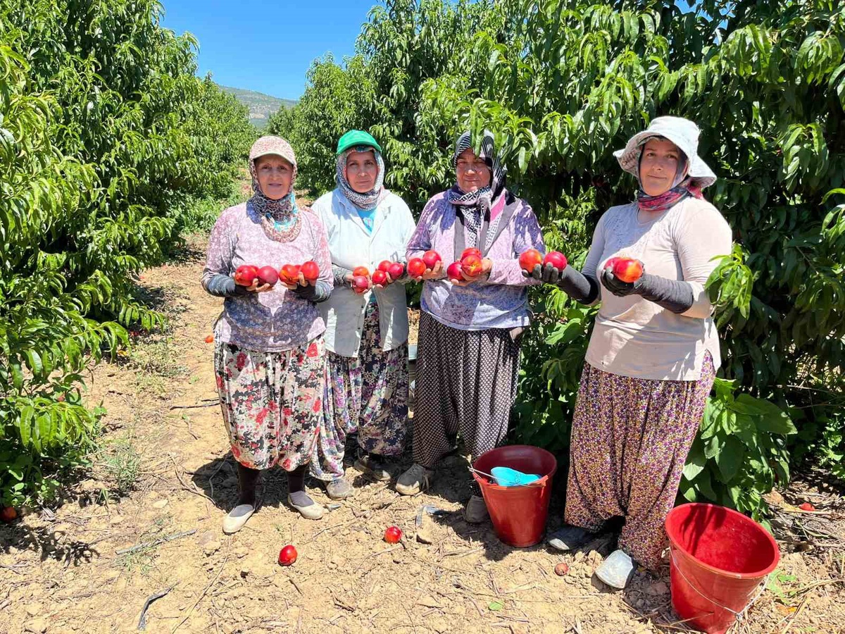 İznik\'te Nektarin Hasadı ve Fiyat Sorunları