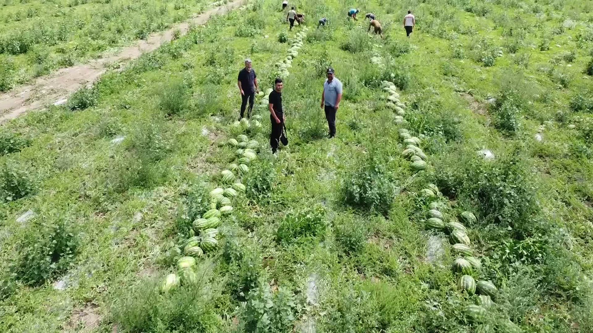 Yozgat\'ta Karpuz Üreticileri Zor Durumda