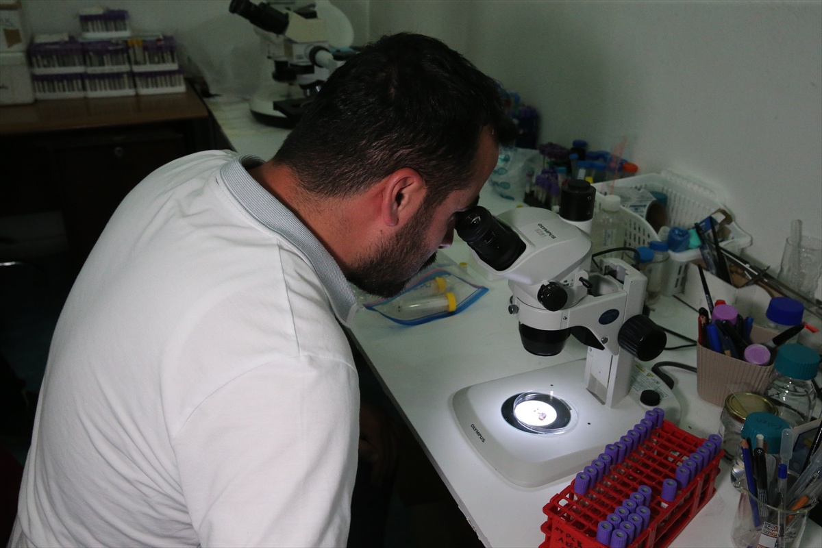 Keneler ve Taşıdığı Hastalıklar