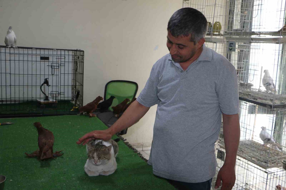 Bulut: Peynir Ve Zeytin Seven Kedi