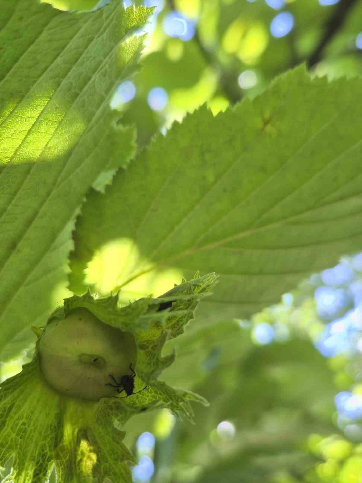 Samuray Arıcıları Fındık Bahçelerini Koruyor