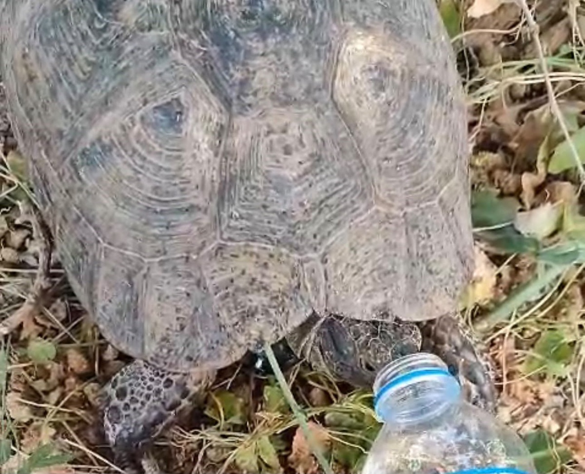 Susuz Kaplumbağa Su İçerek Hayata Döndü