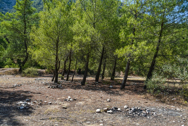 Bunun adı bile bile lades! Türkiye'nin ciğerleri yanarken bu yapılır mı?