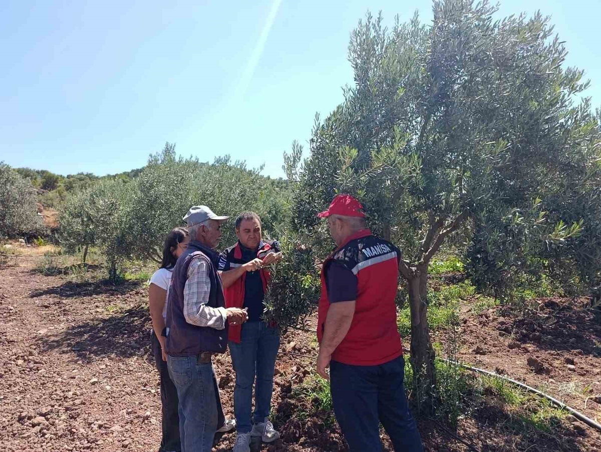 Zeytin Üreticilerine Hastalıkla Mücadele Eğitimi