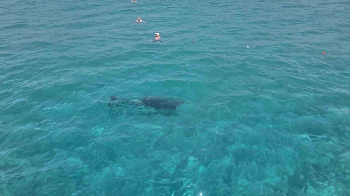 Yunus, Turistlerle Oynadı