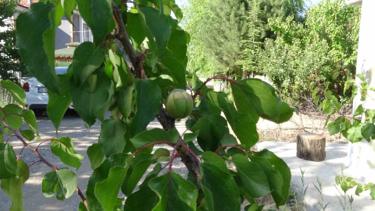 Malatya\'da Kayısılarda Kış Aşısı İnovasyonu