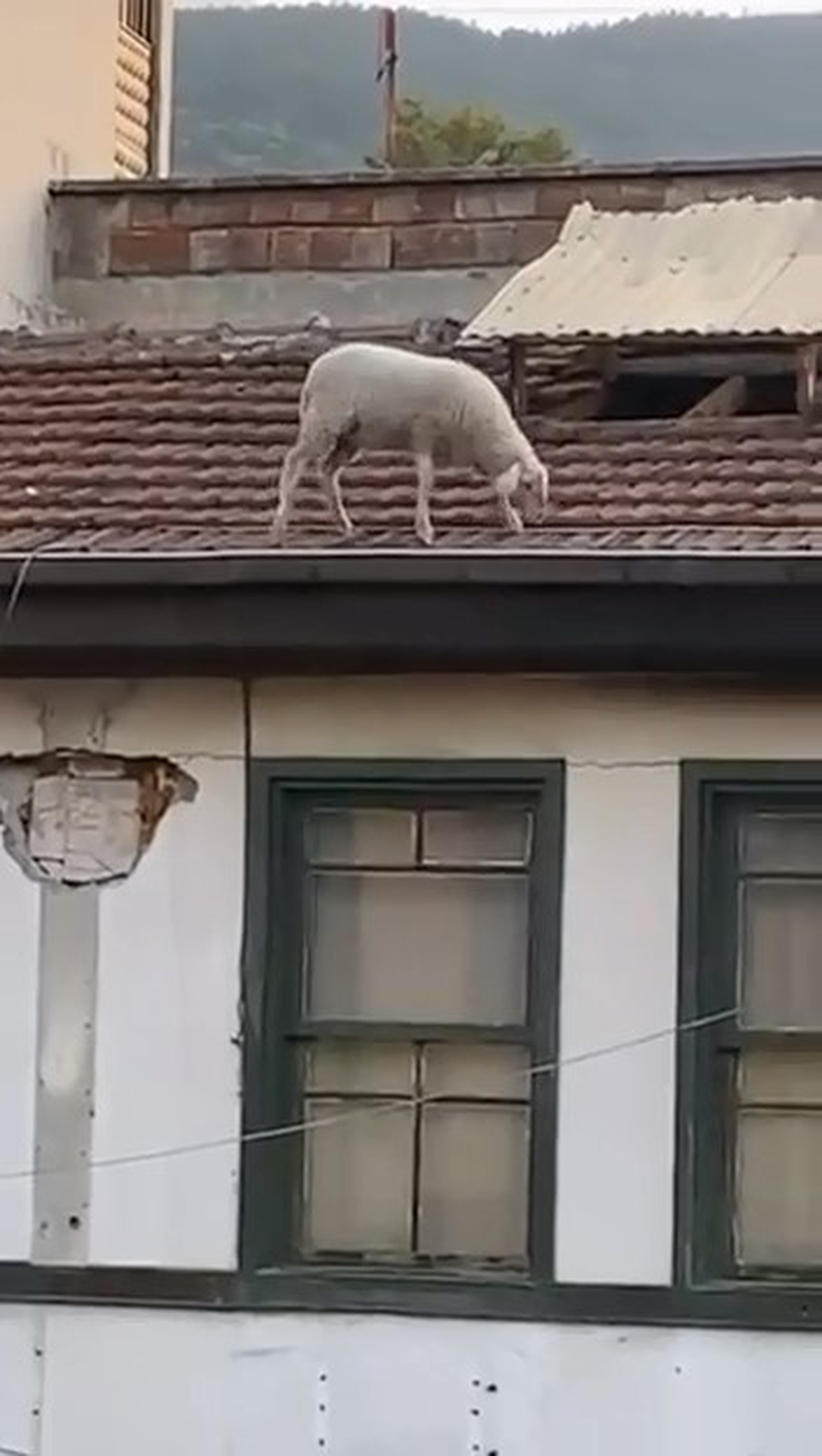 Kahvehanede Koyun Şaşkınlığı