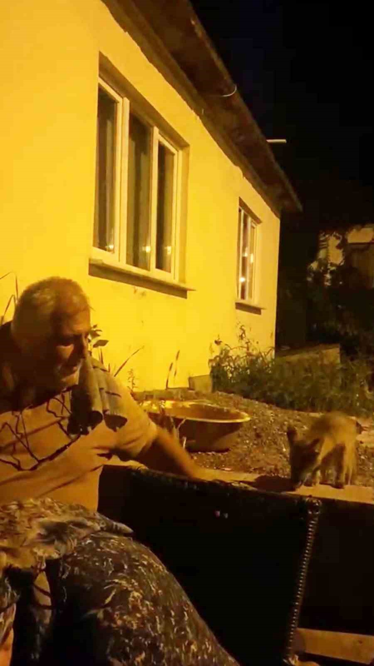 Tilkiyle Dostluk