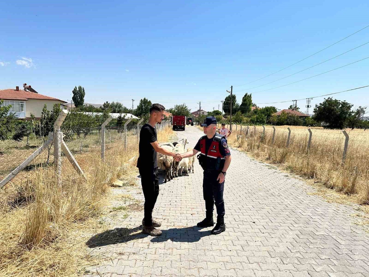 Kayıp Hayvanlar Jandarma Tarafından Bulundu