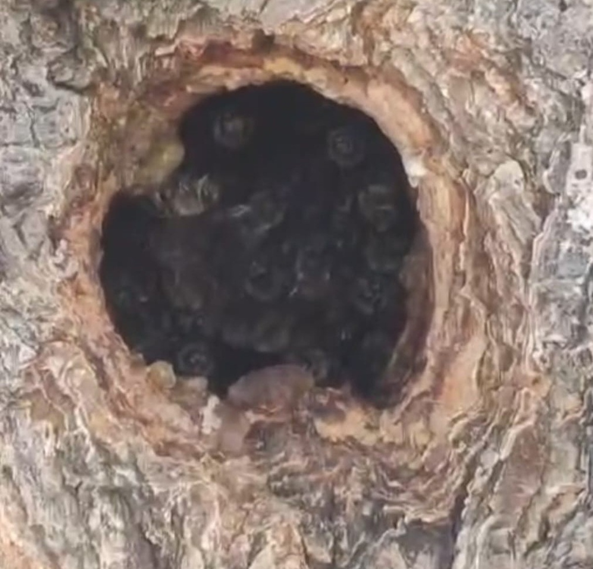 Kayısı Ağacı Doğal Kovan Oldu