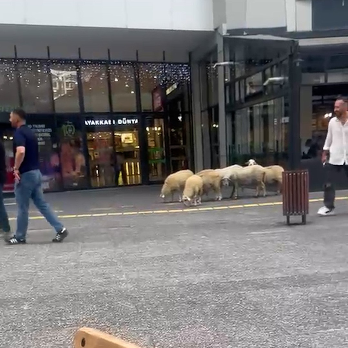 AVM Bahçesinde Koyunlar Büyüledi