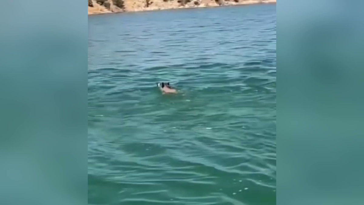 Yaban Domuzları Ilısu Barajı\'ndan Geçti