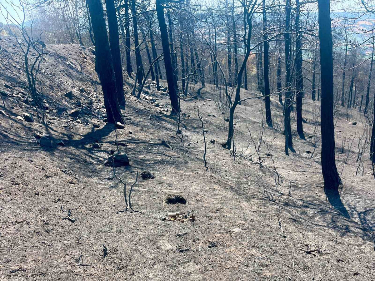 Yangın Alanları İmara Açılmasın
