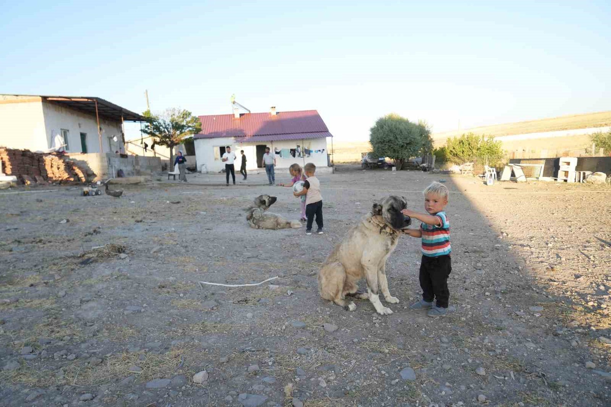 Keçikalesi\'nde Elektrik Yok, Hayvancılık Tehlikede