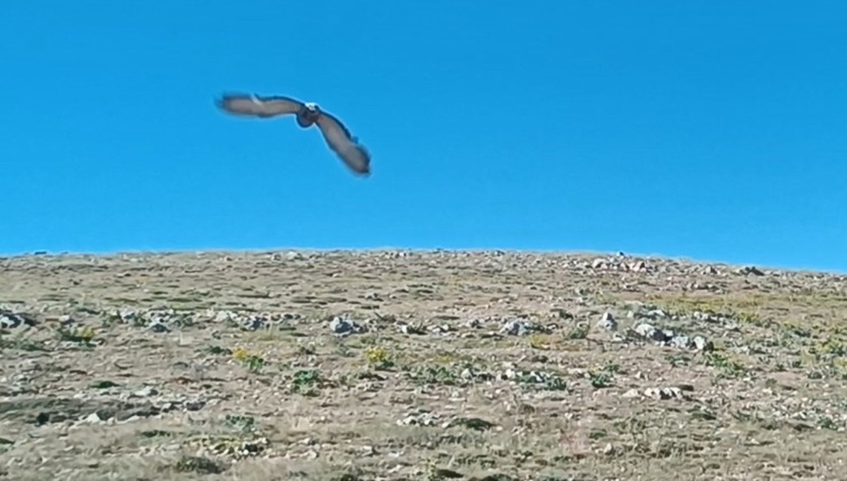 Güvercin Tuzaktan Kurtarıldı
