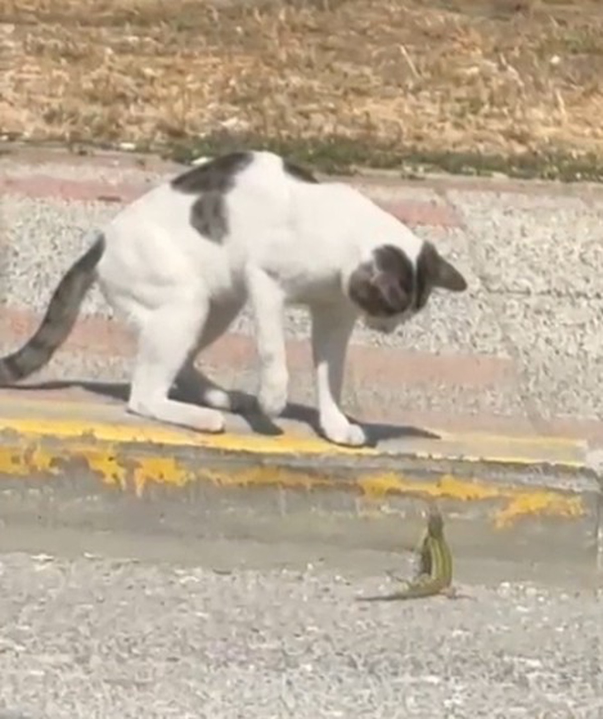 Silivri\'de Kedi ve Kertenkele Kavgası