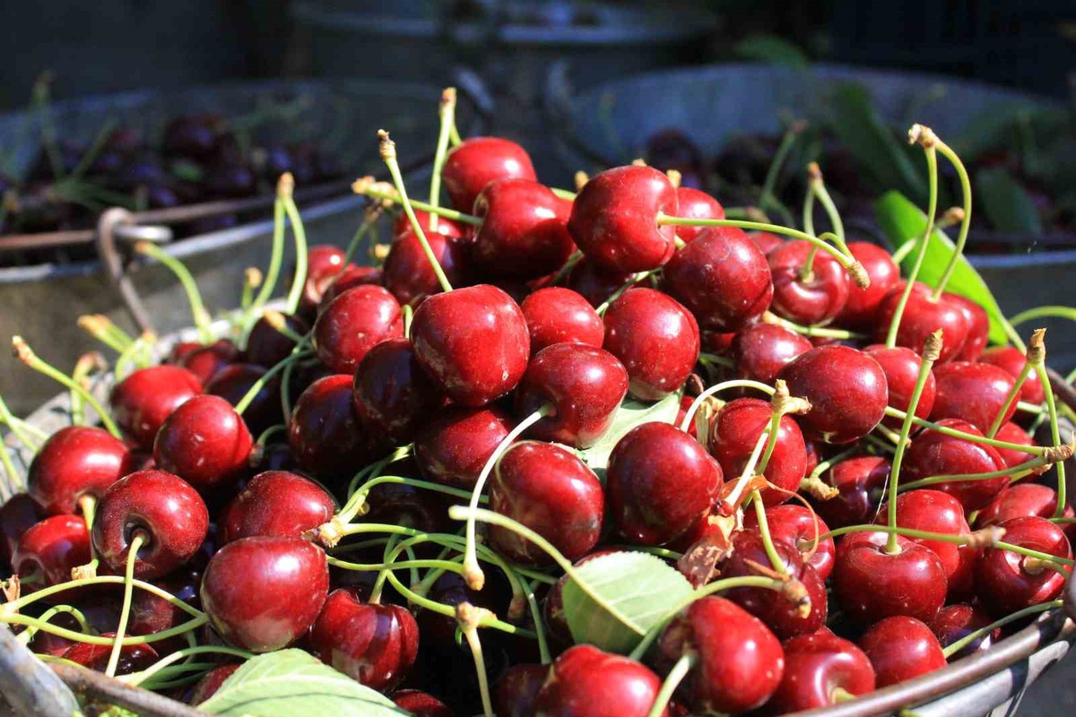 Vişne Hasadı Başladı, Fiyatlar 80 Lira
