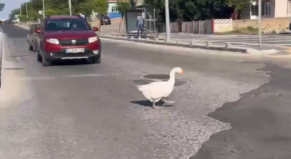 Kazlar Trafikte İlginç Anlar Yaşattı
