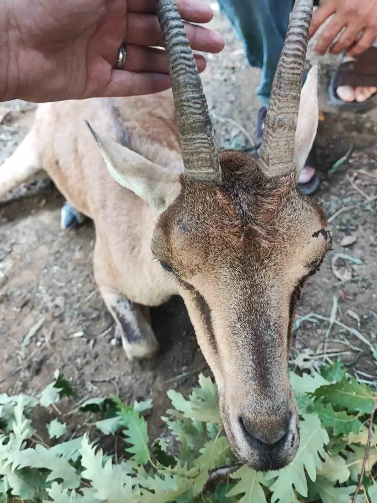 Yaralı Dağ Keçisi Tedavi Altına Alındı
