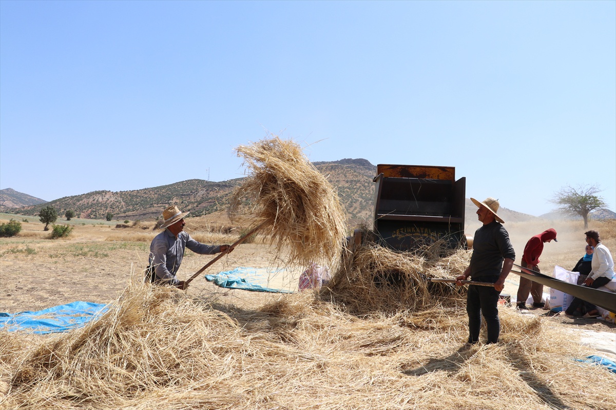 Hasankeyf\'te Sıcak Havada Hasat Devam Ediyor