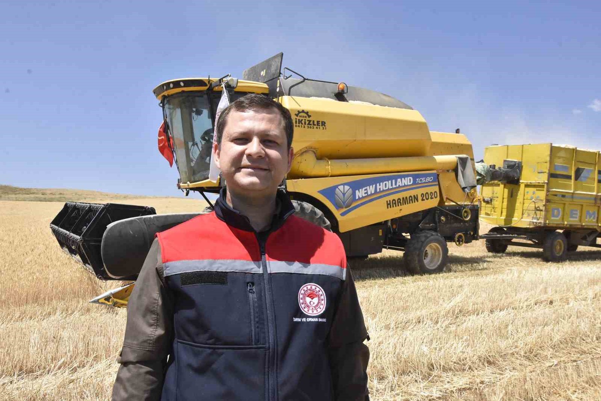 Tatvan\'da Buğday Hasadı Başladı, Verim Yüksek