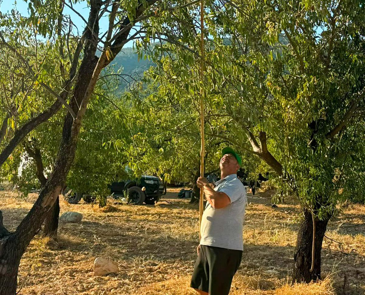 Datça Bademi Hasadı Başladı