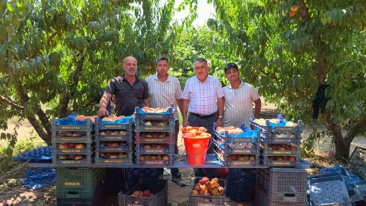 İnegöl\'de Şeftali Hasadı Başladı