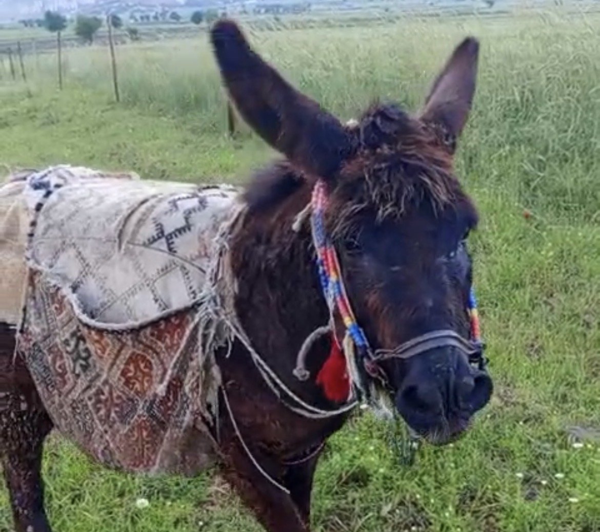 Eşek ile Dostluk: Vefalı Güllü