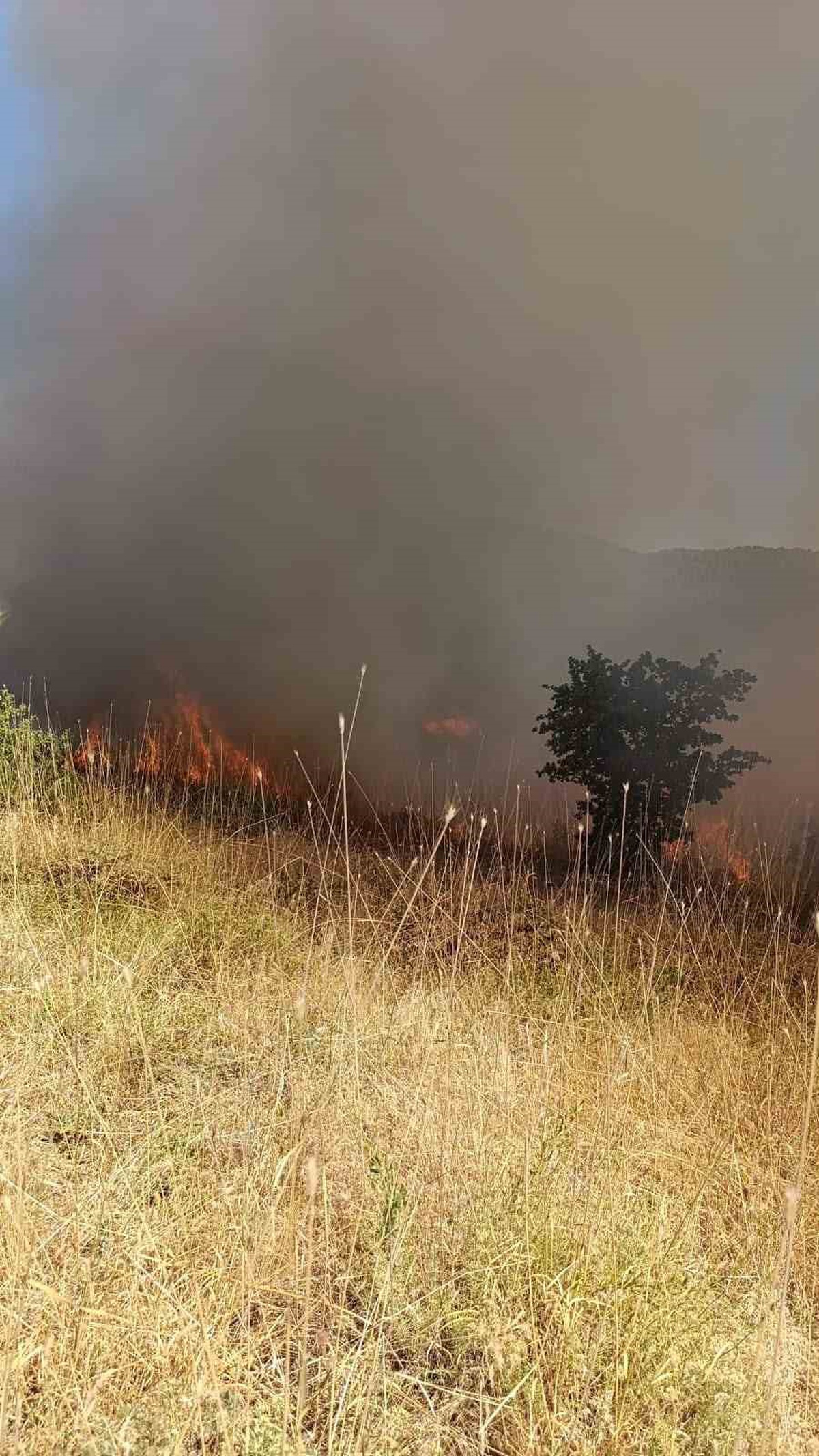 Muş’ta ormanlık alanda çıkan yangın kontrol altına alındı