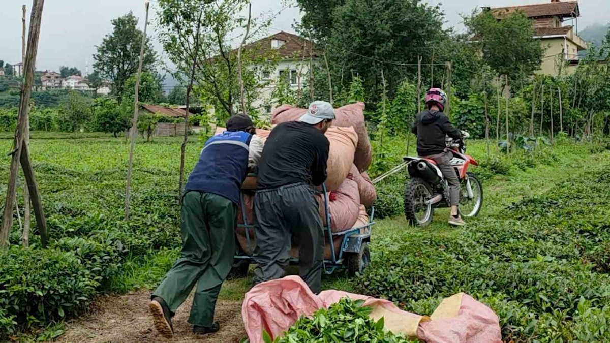 Rizeli Kuzenlerin Pratik Zekası