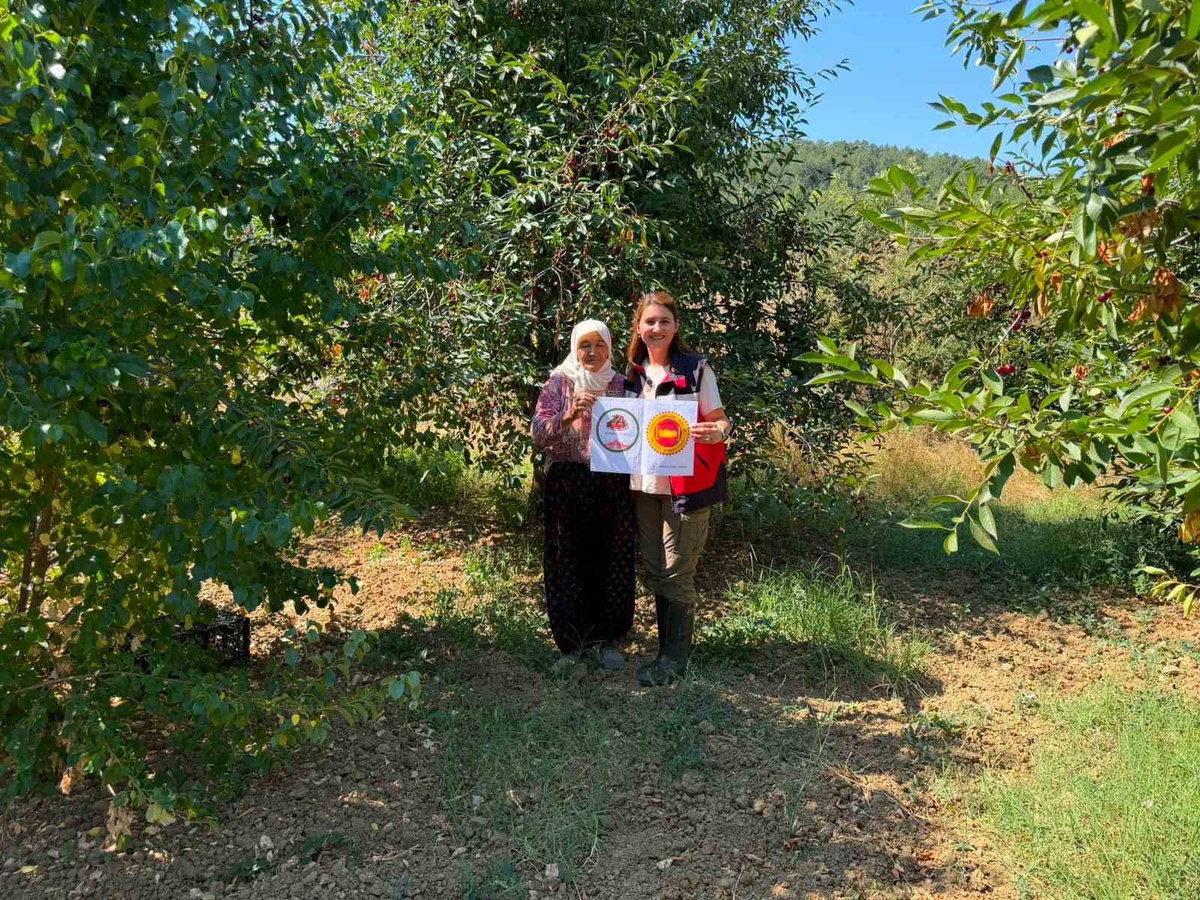 Şaphane Vişnesi İçin Tescil Çalışmaları
